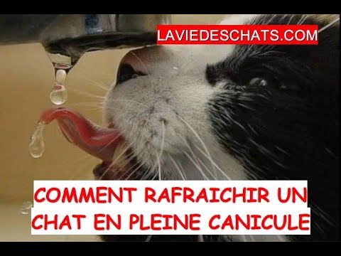 Comment rafraîchir un chat 🐱 en pleine canicule