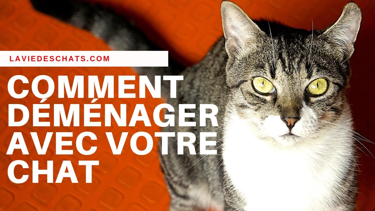Déménager avec un chat 🐱, comment faire ?