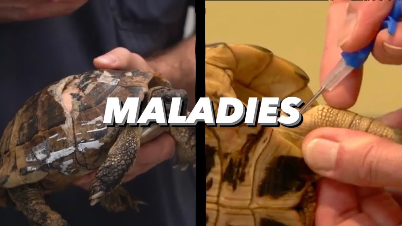 MALADIES DES TORTUES / VÉTÉRINAIRES ( Planète Tortue )