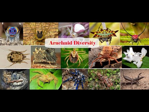 Arachnid Diversity (362 species in 5 minutes)