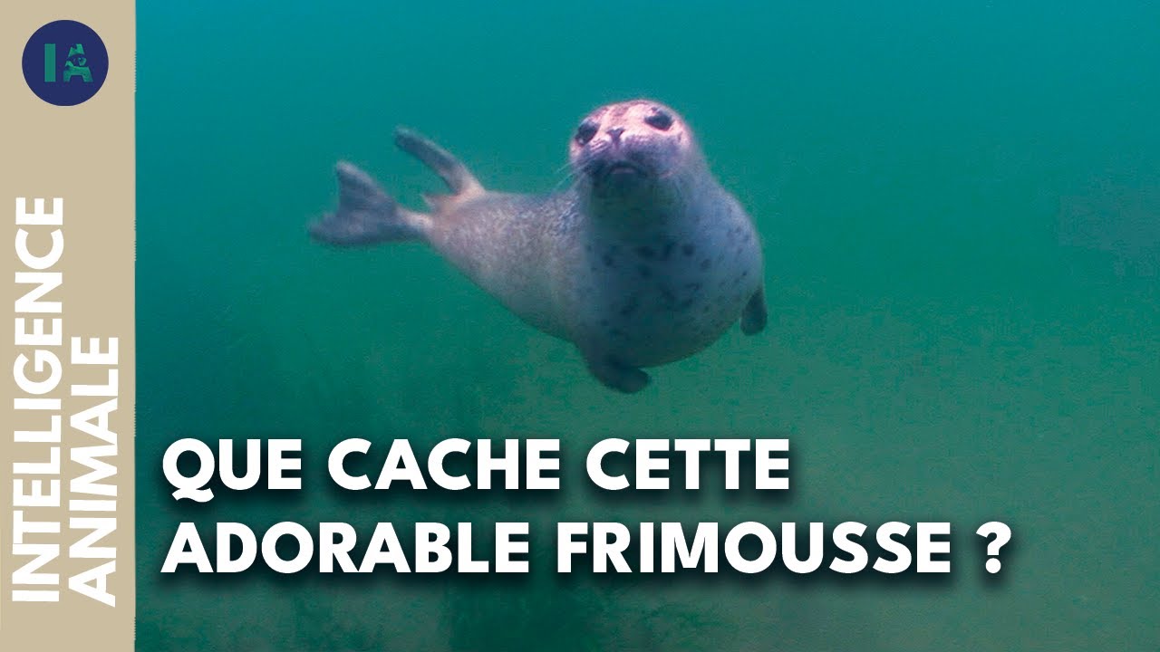 Phoque commun : son comportement, au-delà des apparences I IA