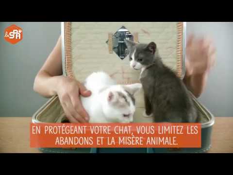 Stériliser votre chat évite la misère animale. Découvrez pourquoi.