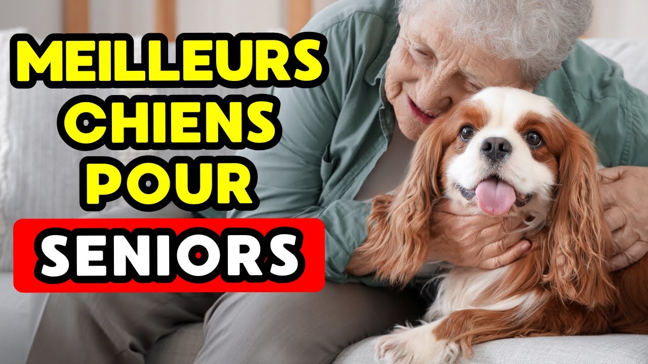 Races de chiens PARFAITES pour SENIORS (certaines vont vous étonner !)