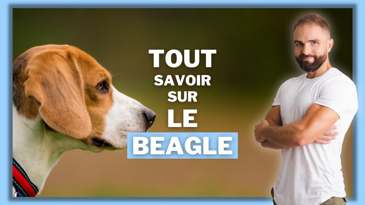 Race de chien Beagle : caractère, éducation, dressage, comportement, santé du chien de race Beagle !