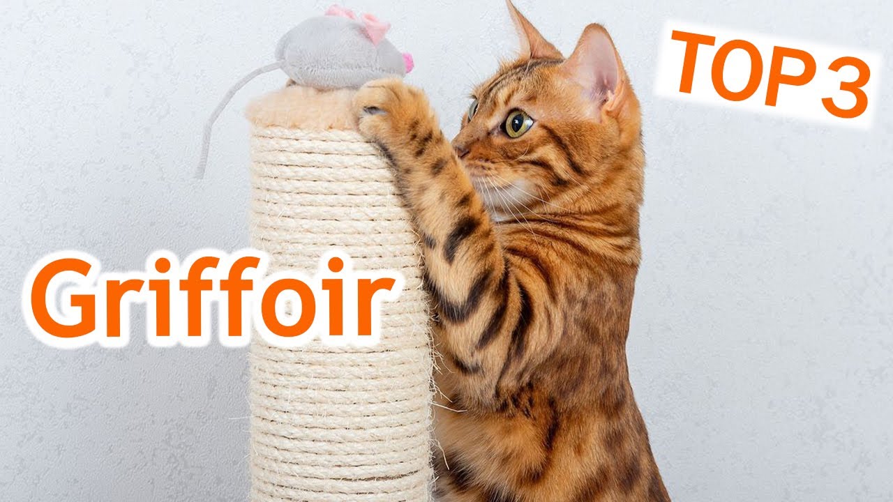 Le Meilleur Griffoir pour Chat (TOP 3)