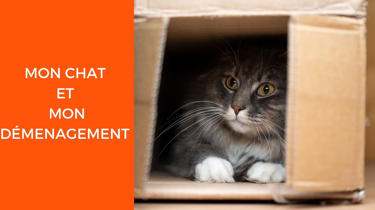 Comment s’occuper de son chat pendant un déménagement ? - Des bras en plus
