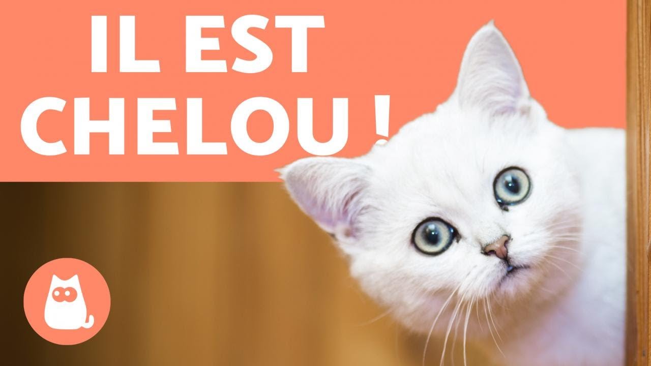 Mon chat est bizarre 🐱 Causes et mesures à prendre