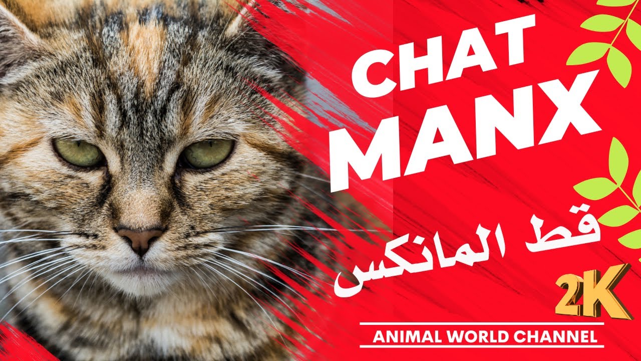 le manx, compagnon sans queue à la personnalité attachante