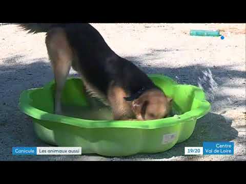 Comment protéger son chien ou son chat en période de canicule ?