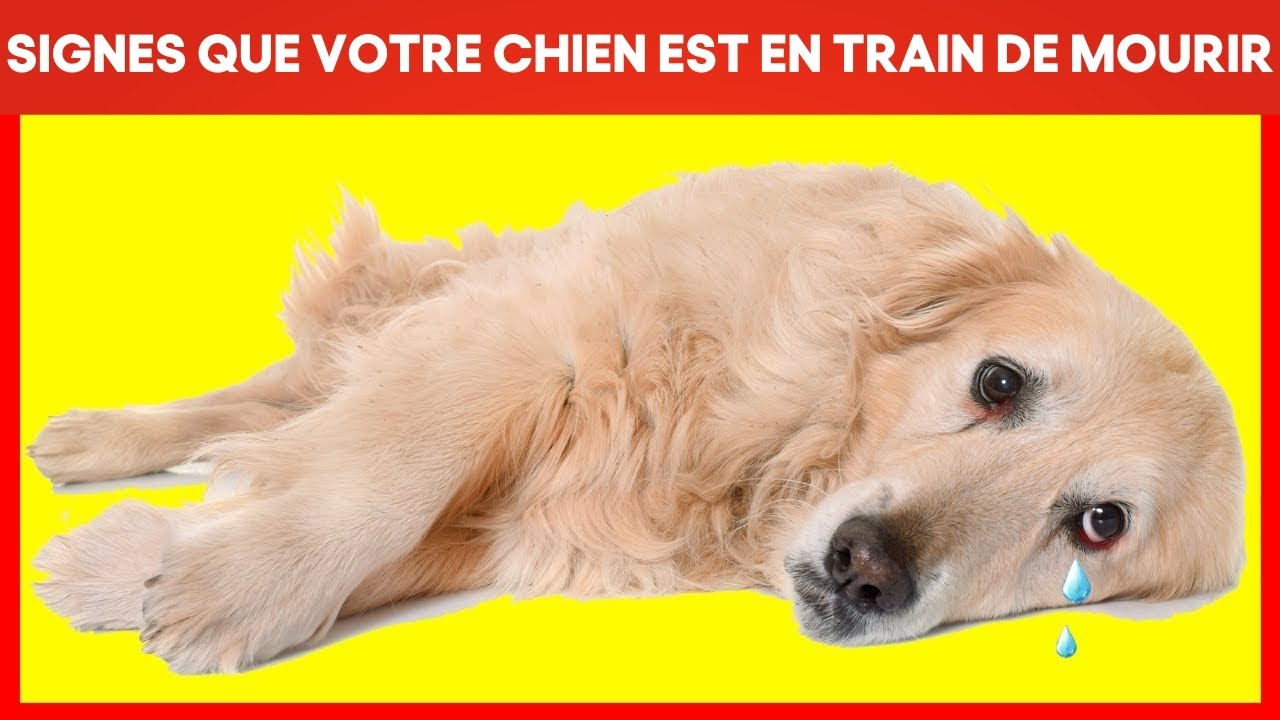 10 Signes Cruciaux qui indiquent que votre Chien est en train de mourir