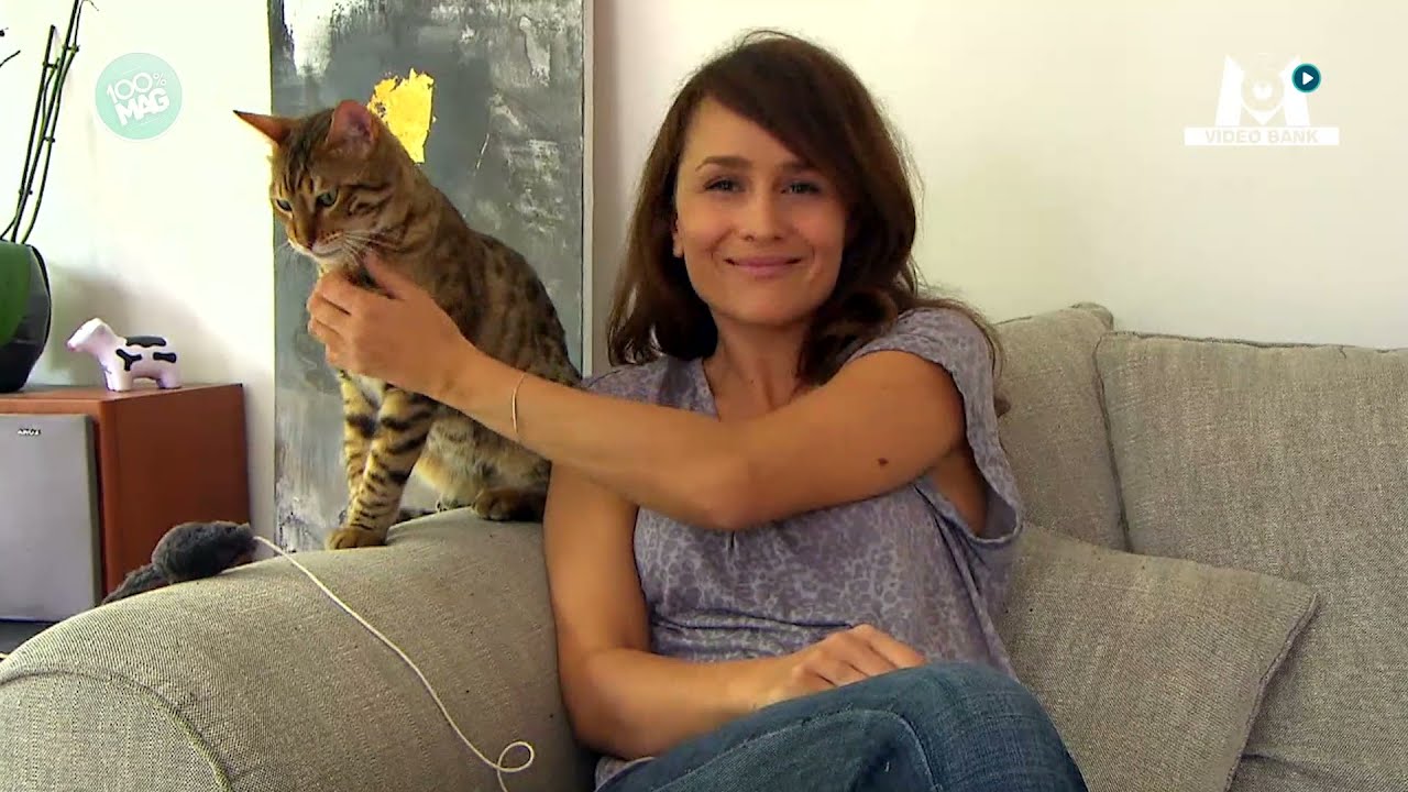 Fini les griffures de chat sur le canapé ! // Extrait archives M6 Video Bank