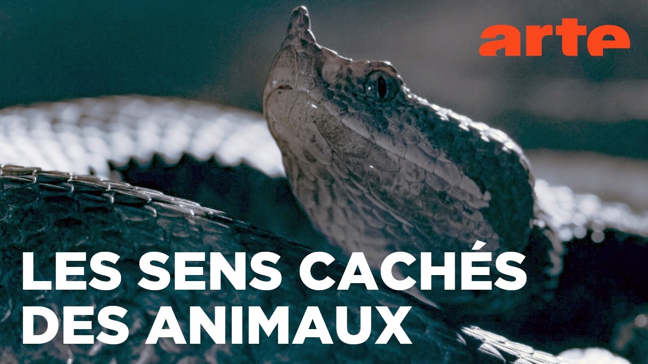 Messages cachés | Le langage des animaux | ARTE Évasion