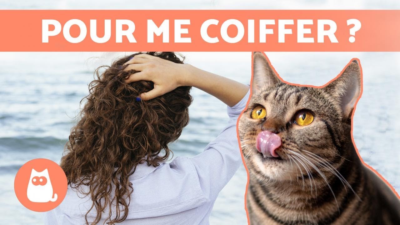 Pourquoi mon CHAT me LÈCHE les CHEVEUX ? 🐱👅 (3 raisons)