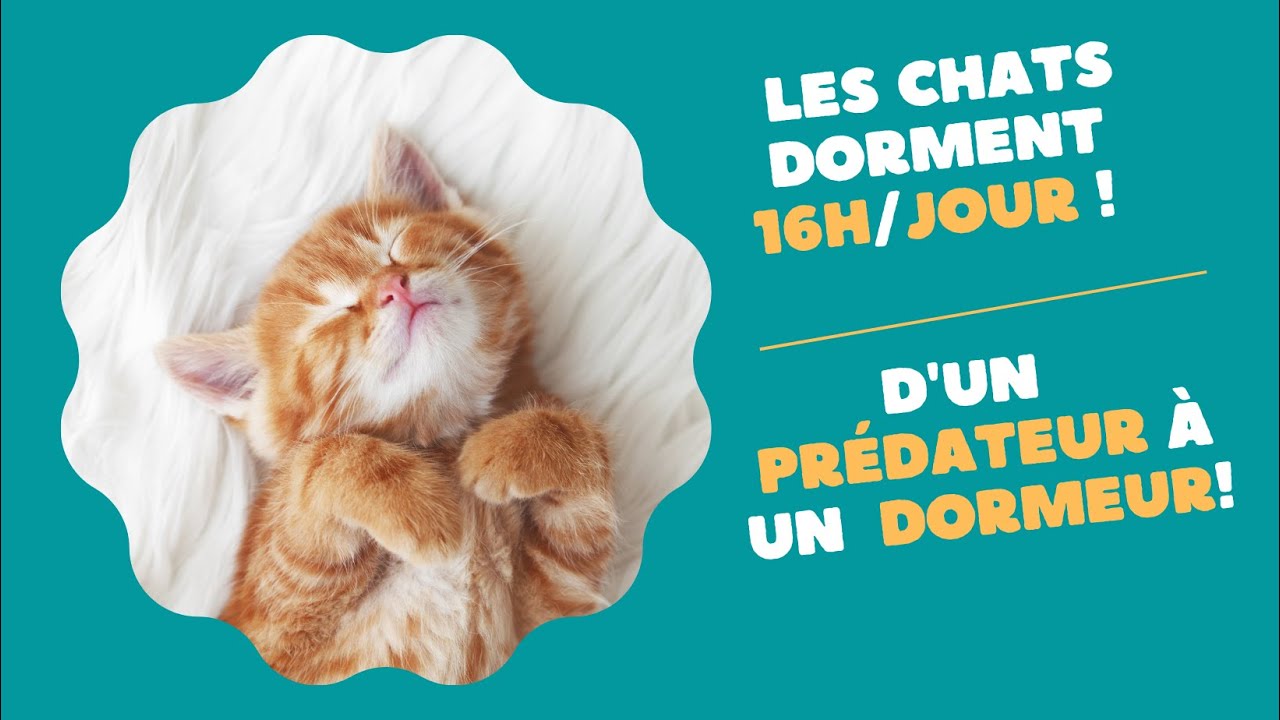 Pourquoi un chat dort beaucoup?