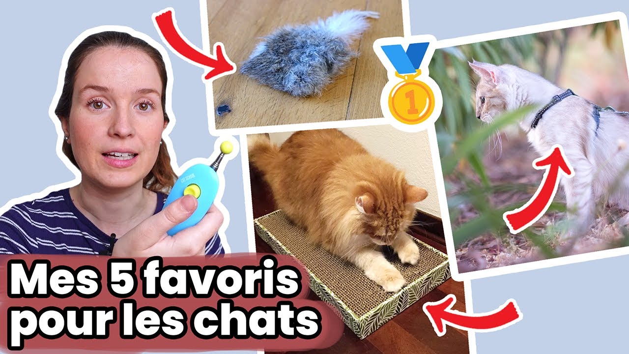 Top 5 accessoires favoris que j'ai acheté pour mes chats !