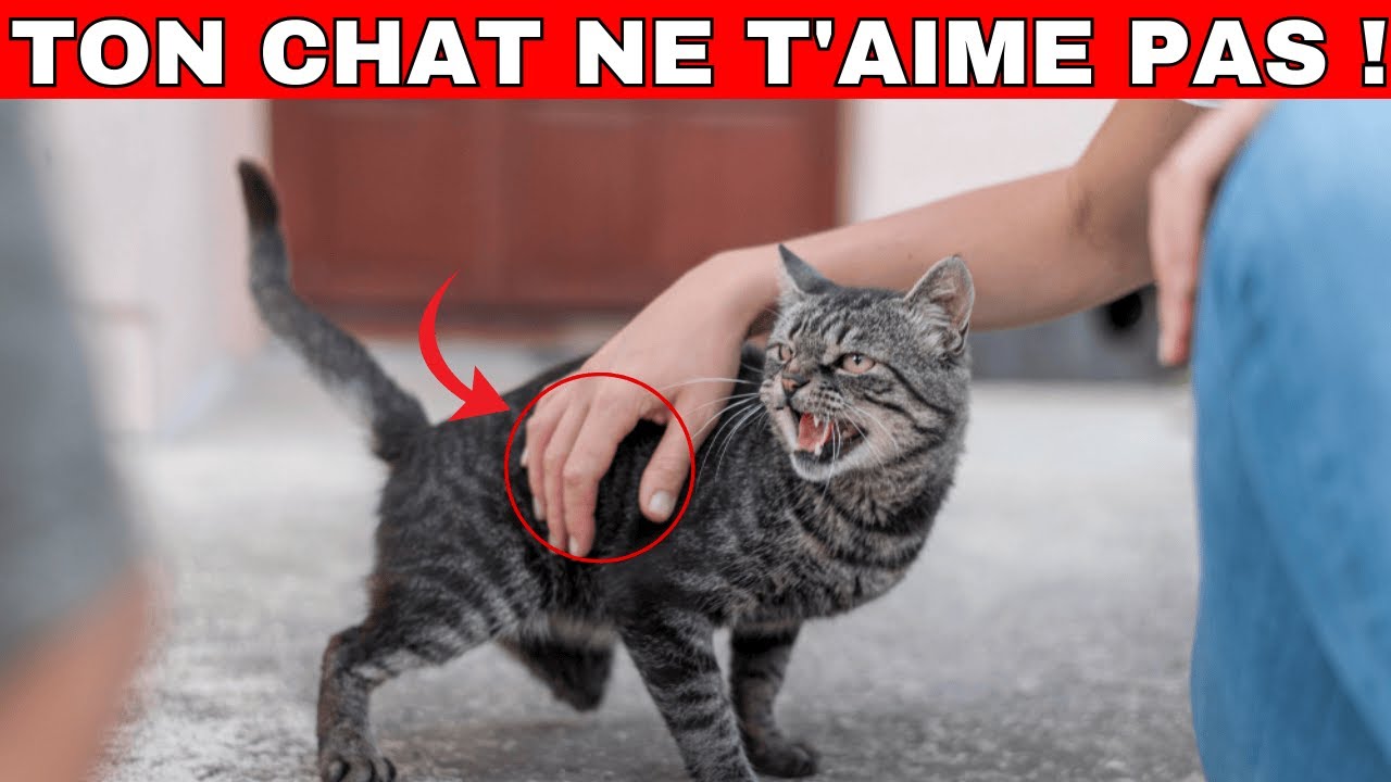 10 signes que votre CHAT ne vous AIME pas (Regardez ceci si vous pensez que c'est le cas)