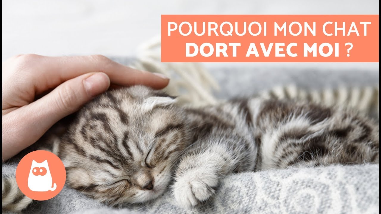 Pourquoi mon chat dort avec moi ? – 5 raisons que vous allez adorer !