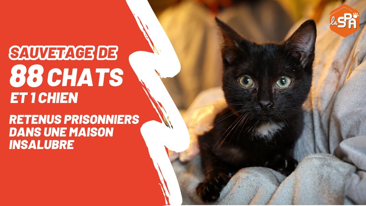 Sauvetage de 88 chats et 1 chien, retenus dans une maison insalubre !