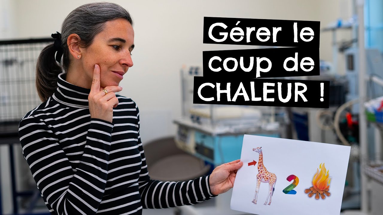Gérer le coup de CHALEUR !
