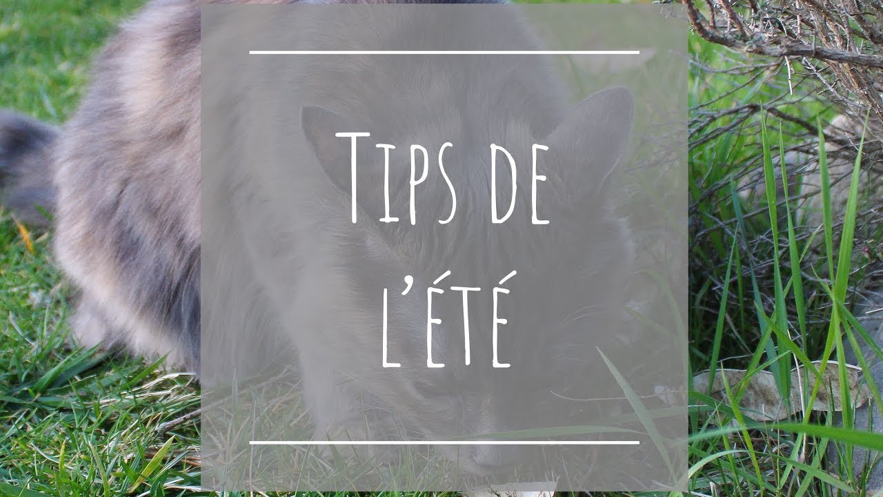 Tips de l'été #5 - Habituer son chat à la voiture