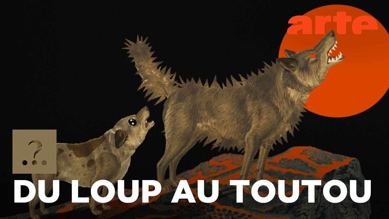 Le chien, de l'animal de travail au compagnon de vie | Est-il vrai que...? | ARTE