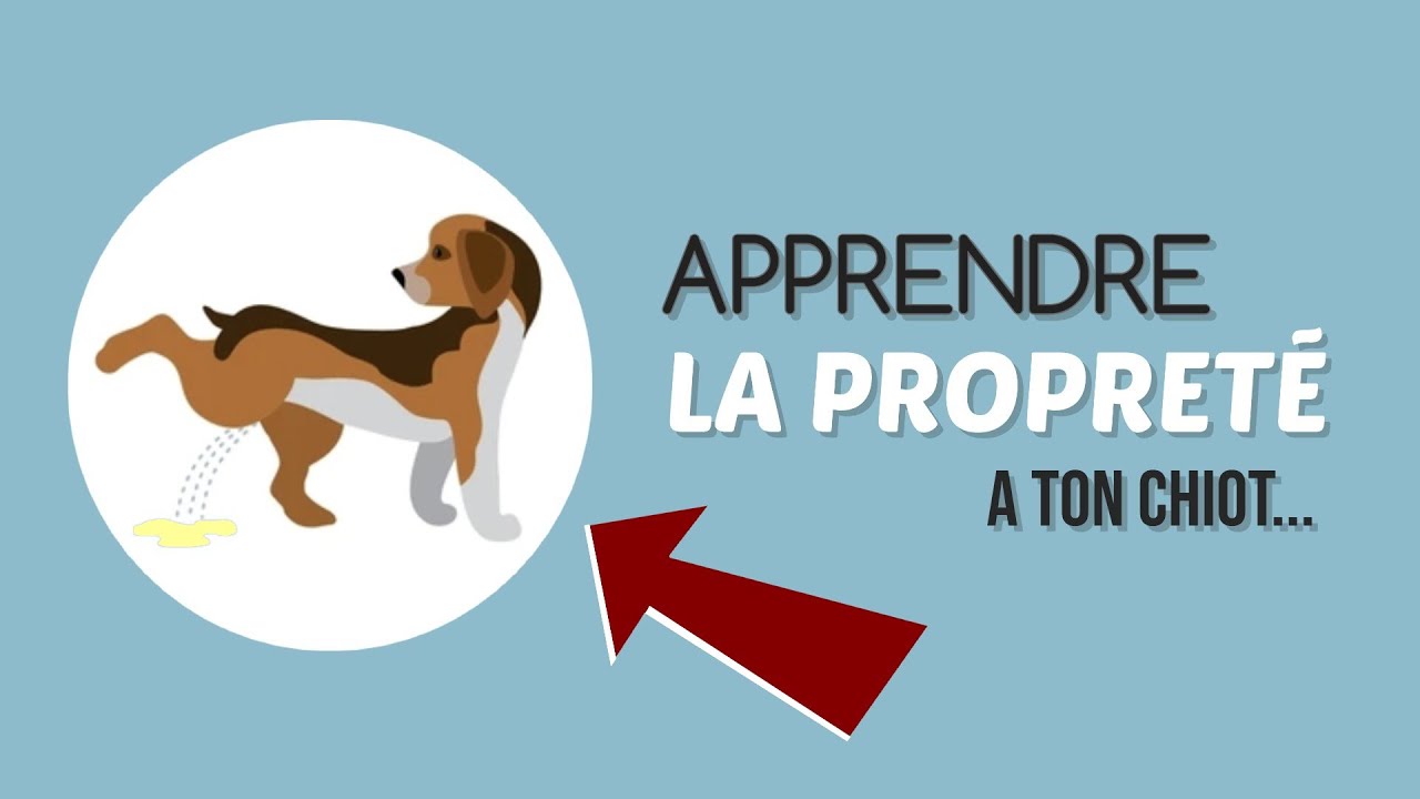 8 CONSEILS POUR APPRENDRE À TON CHIOT À ÊTRE PROPRE