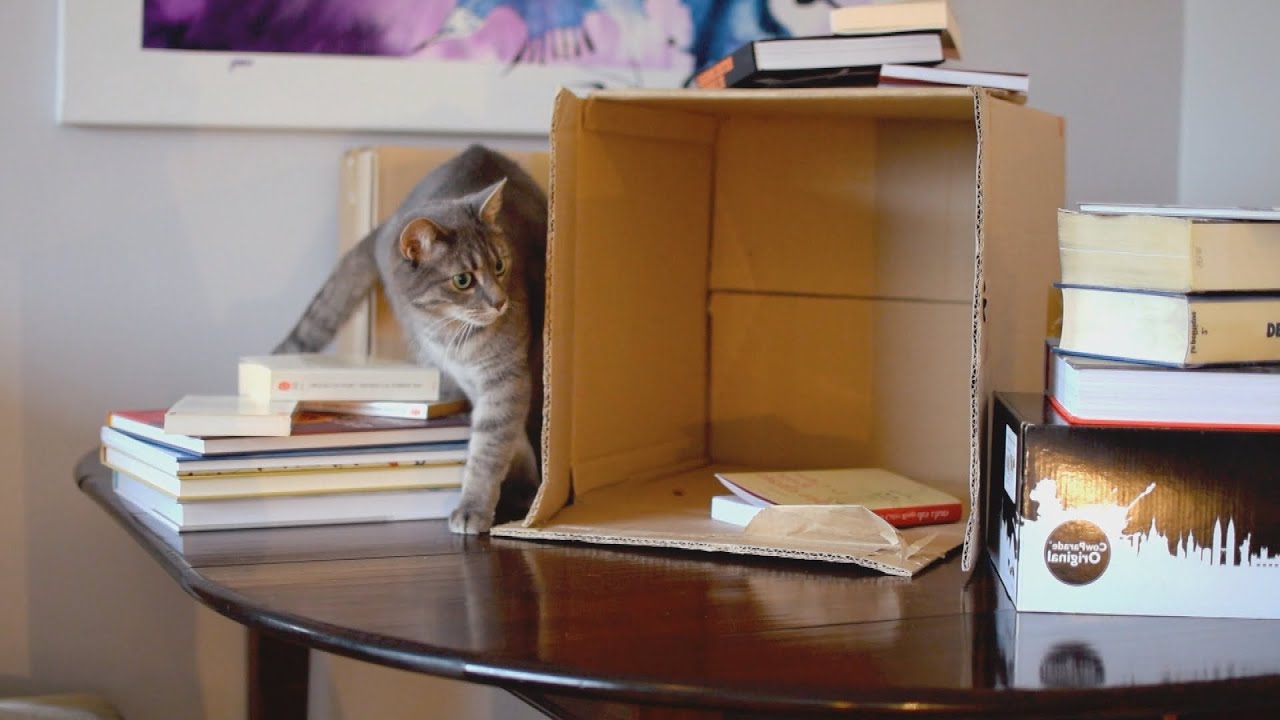Déménagement avec un chat : nos conseils