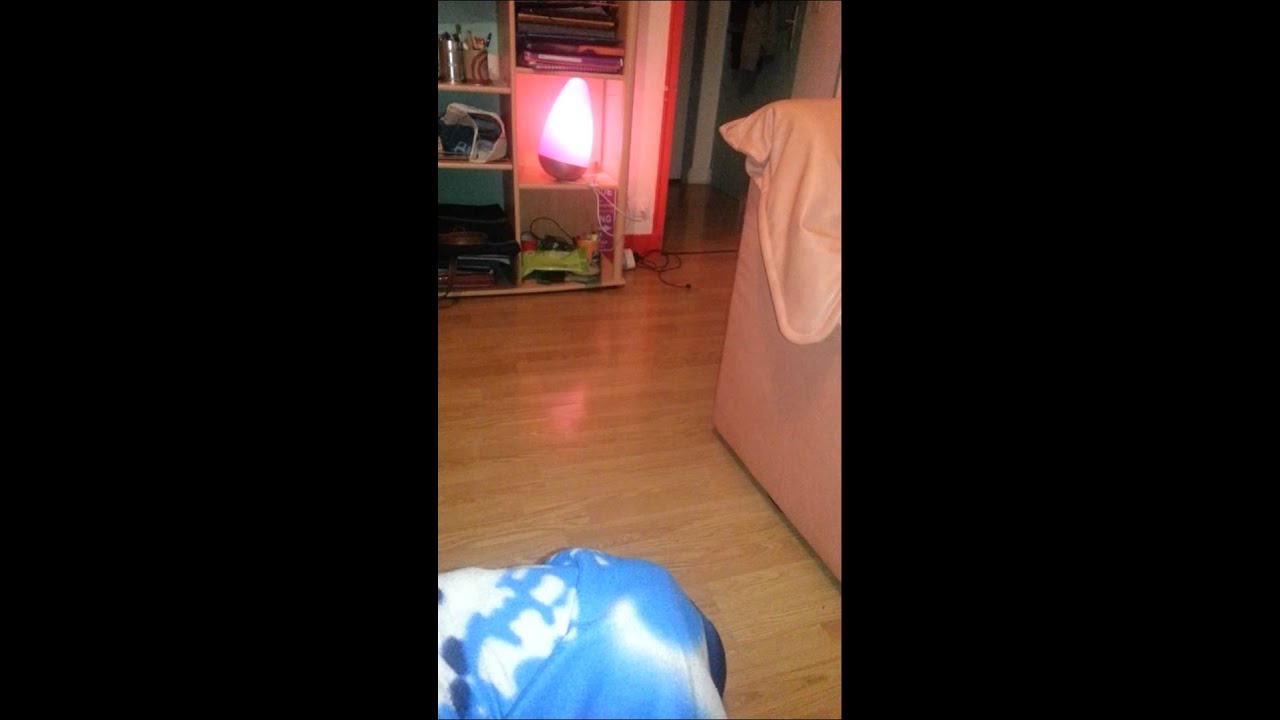 Un chat qui ramène la balle c'est pas donné à tout