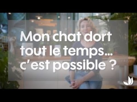 Pourquoi mon chat dort beaucoup ?-conseils de vétérinaire -Truffaut
