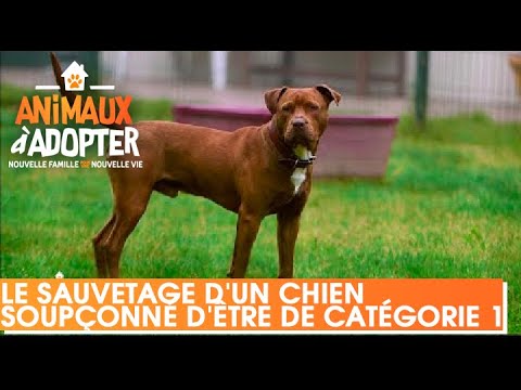 Des propriétaires mettent en péril le sauvetage d'un chien soupçonné d'être de catégorie 1