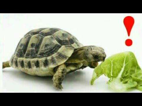 ALIMENTATION DE LA TORTUE TERRESTRE !!!