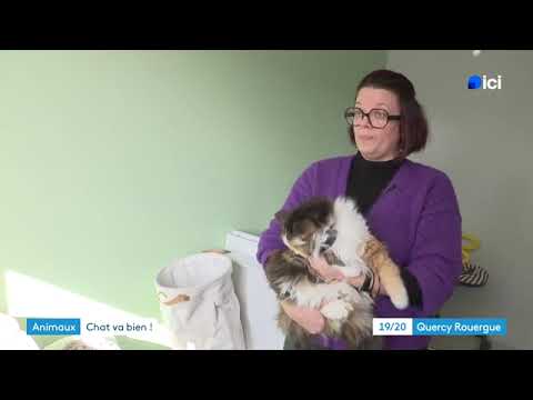 Une comportementaliste chat pour aider les familles