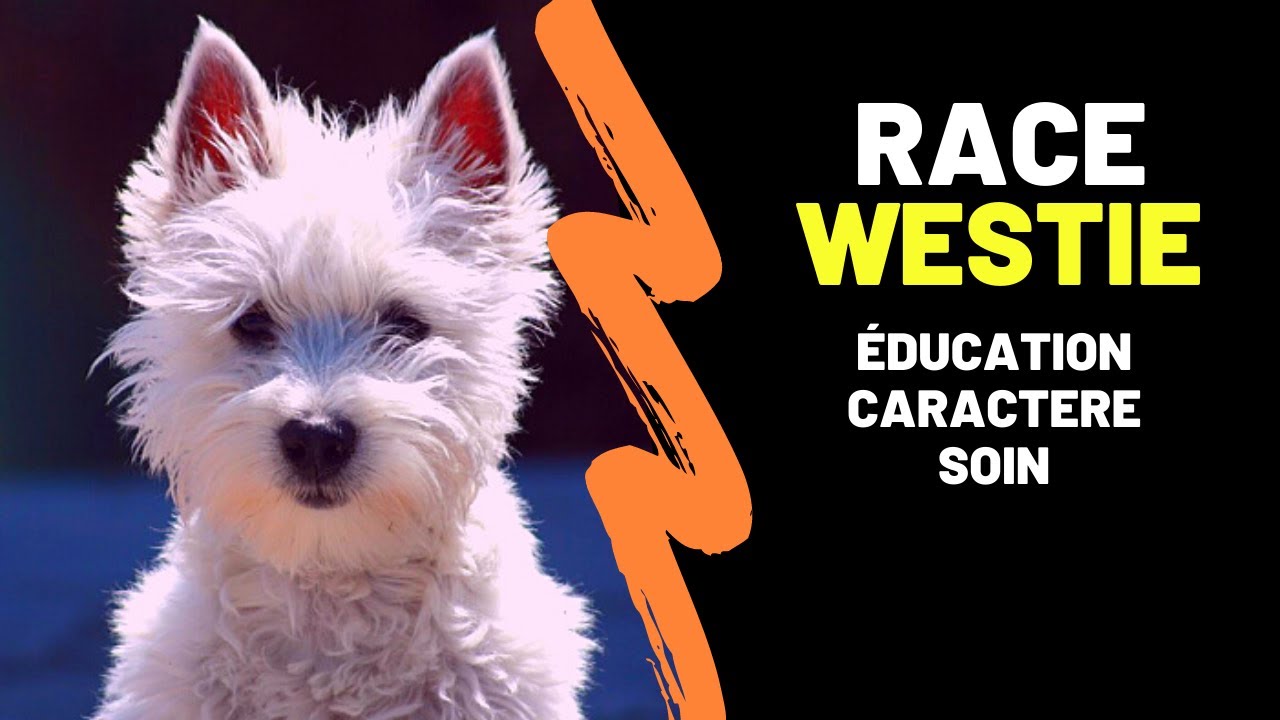 Race de chien Westie (West Highland White Terrier) : Caractère, Education, Histoire, Inconvénients