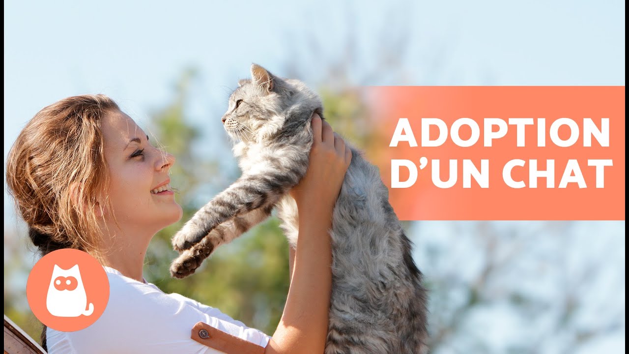 Comment et où ADOPTER un CHAT 🐱 (Conditions, Prix et Foire Aux Questions)