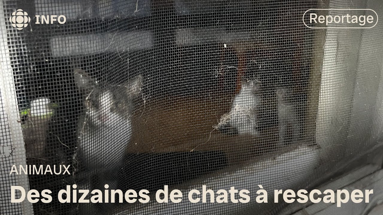 20 chats rescapés dans un logement insalubre à Mont-Joli