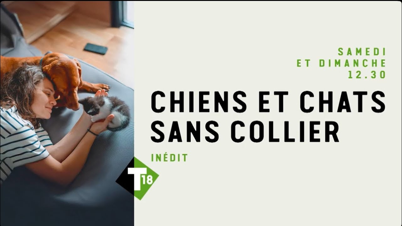 T18 - Chiens et chats sans collier 