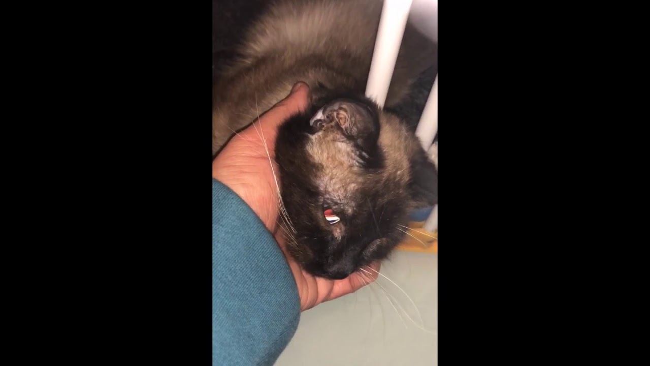 27 chats maltraités dans un appartement insalubre à Bordeaux