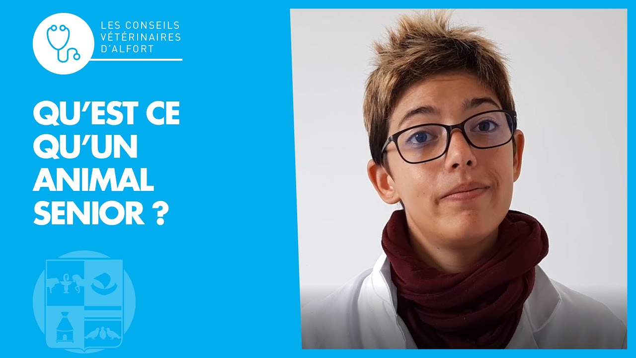 Qu'est-ce qu'un animal senior ?