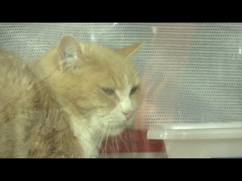 Il est encore temps d'offrir un nouveau foyer aux animaux de la SPA