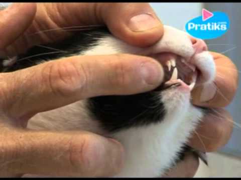 Conseils véto - Comment déterminer l'âge de son chaton ?