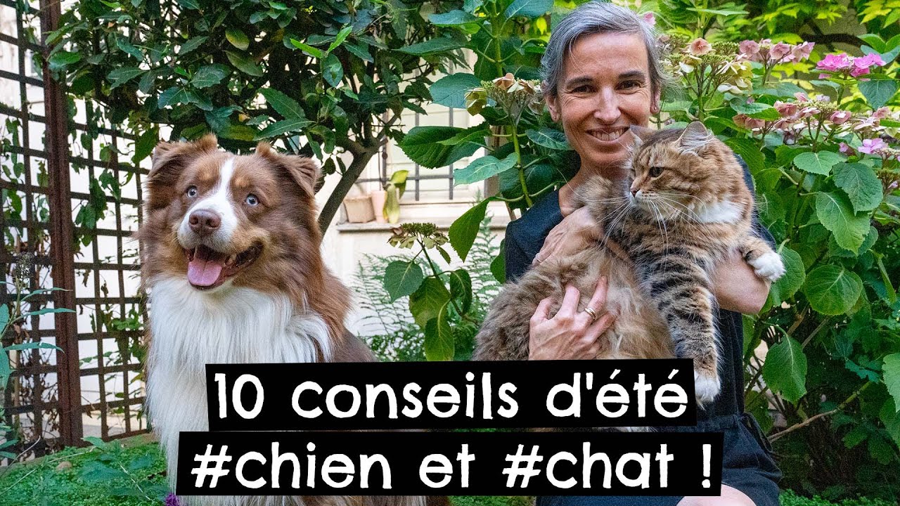 10 conseils d'été #chien et #chat !