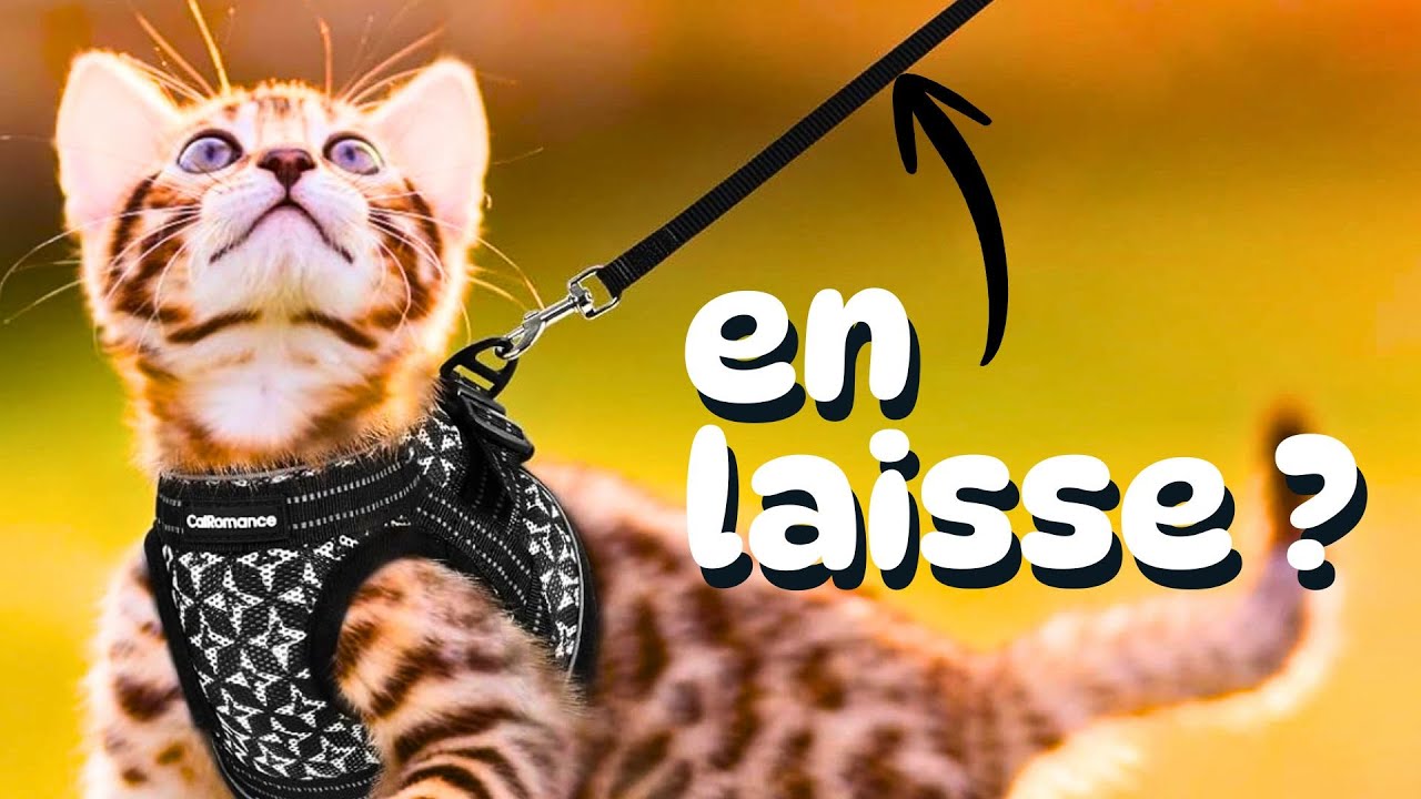 Promener son Chat en Laisse ? (Avantages & Conseils)