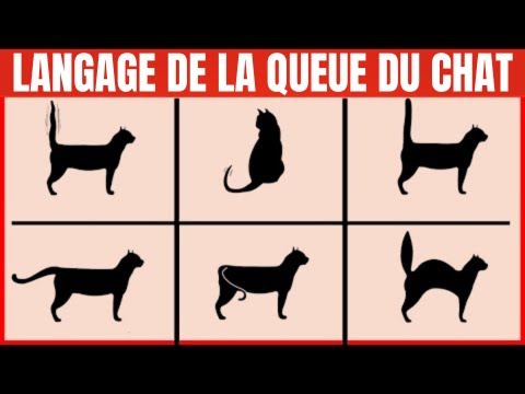 Comment lire le langage de la queue des chats