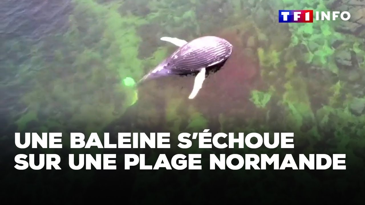 Une baleine de 8 mètres s’échoue sur une plage normande｜TF1 INFO
