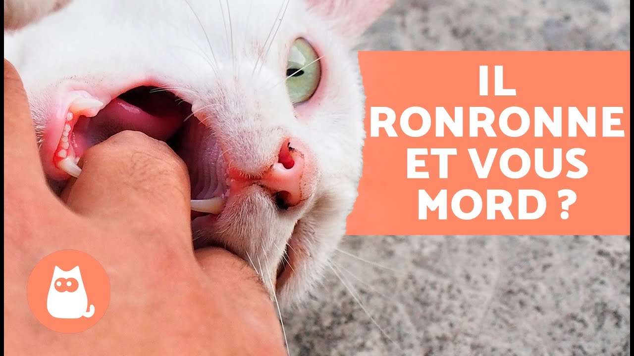 Pourquoi mon CHAT RONRONNE puis ME MORD ? 🐱 (Comportement EXPLIQUÉ)