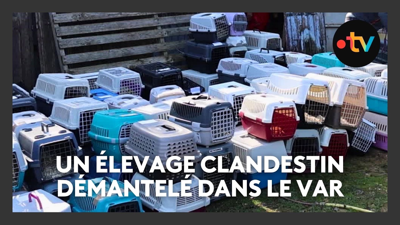 Chiens, lapins, chèvres, cochons, oiseaux...Un élevage clandestin démantelé
