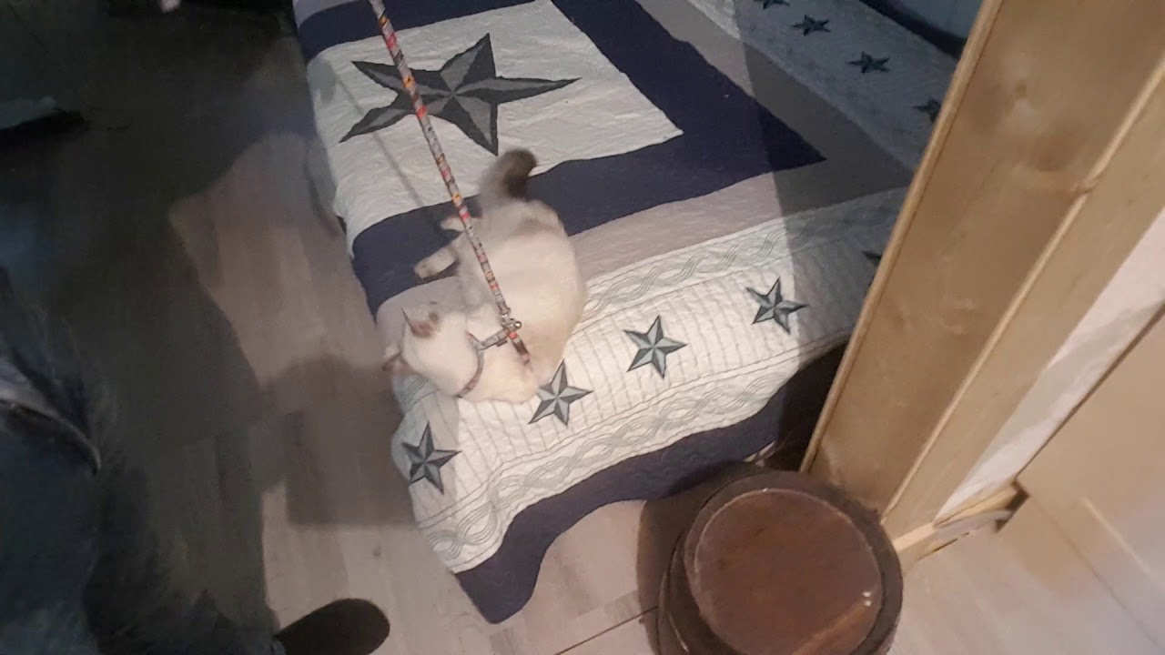 Promener son chat en laisse