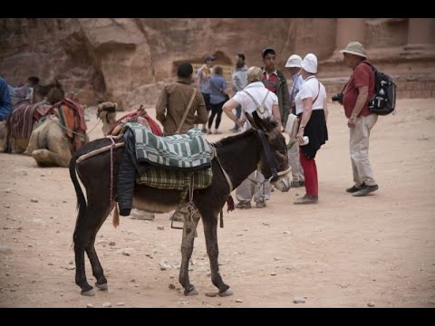 Pétra en Jordanie : la souffrance des animaux