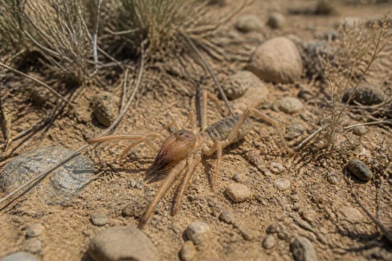 découvrez le gluvia dorsalis, un solifuge fascinant : son habitat naturel, ses caractéristiques uniques et son mode de vie détaillés dans cet article informatif.