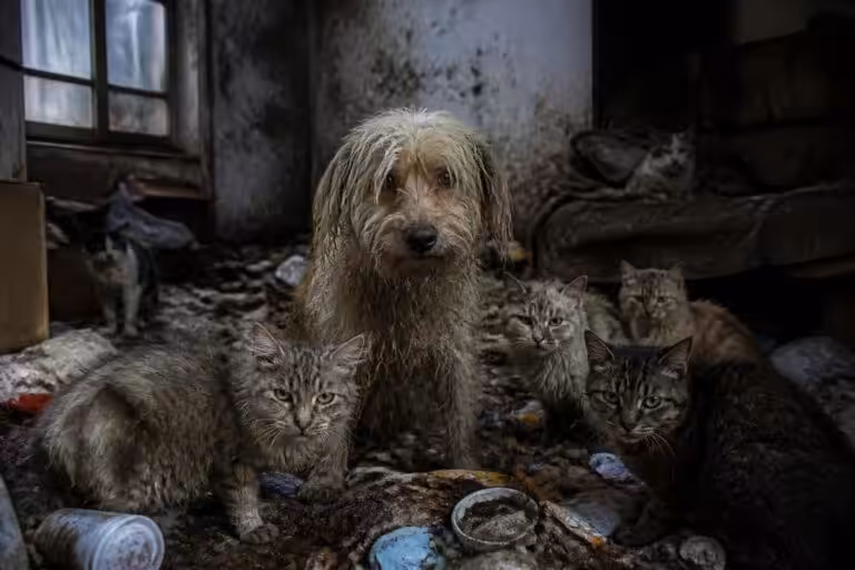 une chienne et plusieurs chats sauvés d'un appartement insalubre, plongé dans la putréfaction et encombré de déchets, une intervention urgente pour leur sauvetage et leur bien-être.